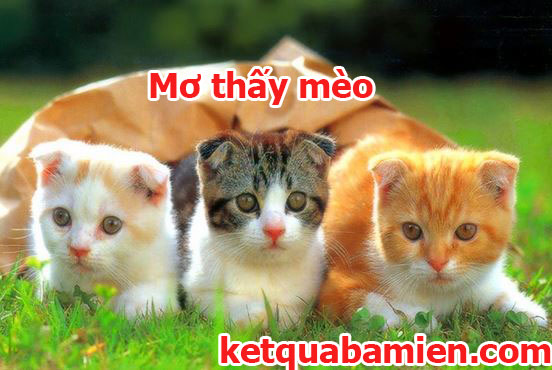 Mo-thay-meo